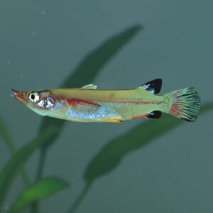 Nomorhamphus celebensis