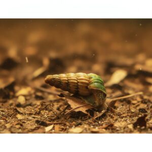 Cerithidea balteata "King"