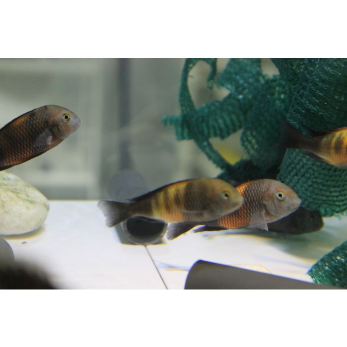 Tropheus moorii orange i "bemba"