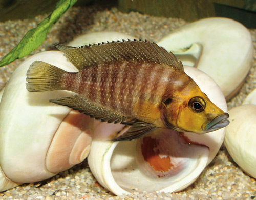 Altolamprologus compressiceps