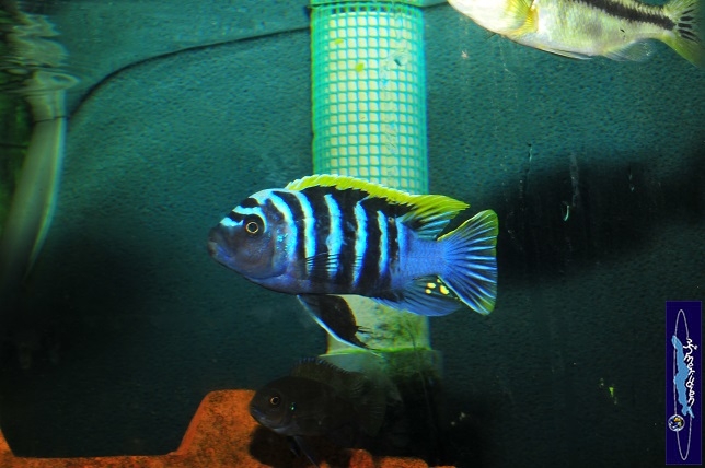 Cynotilapia afra RED top likoma