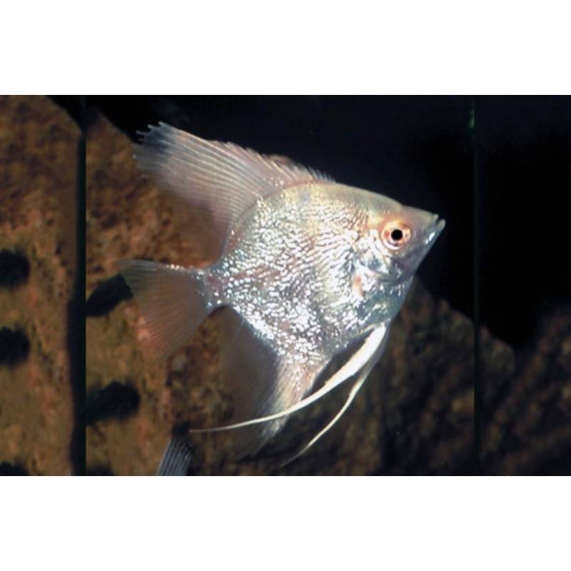Pterophyllum scalare diamond