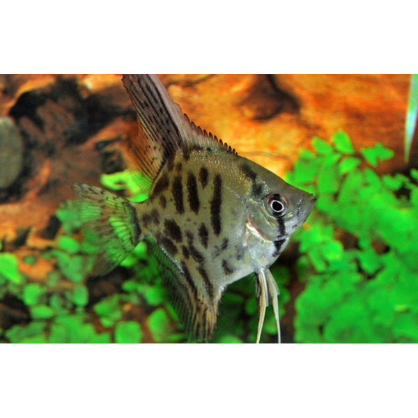 Pterophyllum scalare leopard