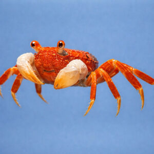 Geosesarma sp. "Red Carnaval"