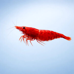 Neocaridina denticulata super red sakura