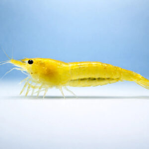 Neocaridina davidi yellow fire