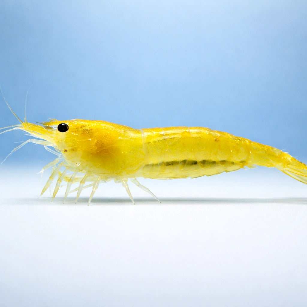 Neocaridina davidi yellow fire