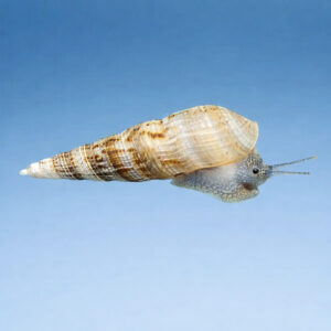 Melanoides tuberculata