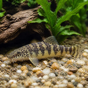 Garra spilota