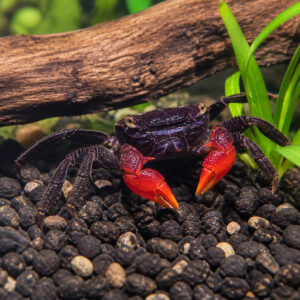 Geosesarma sp. "Midnight Red Claw"