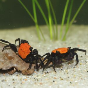 Geosesarma sp. "Vampire Black"