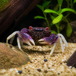 Geosesarma sp. "Vampire White Leg"