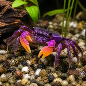 Geosesarma sp. "Violet"