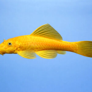 Ancistrus sp. Gold