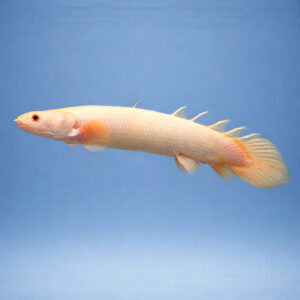 Polypterus senegalus albino