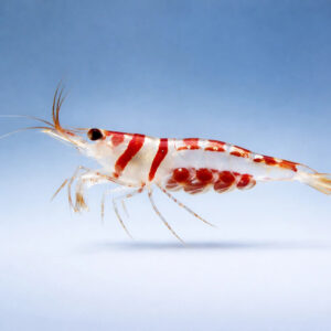Caridina cf. spongicola "Celebes Beauty"