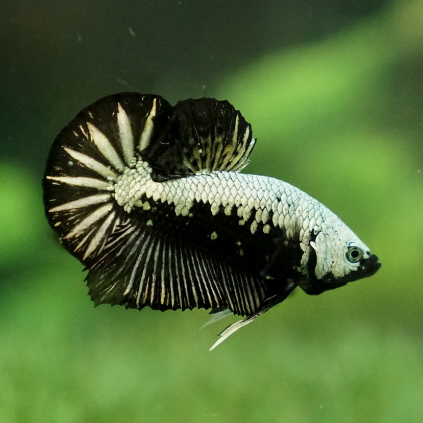 Betta splendens Black Samurai Male