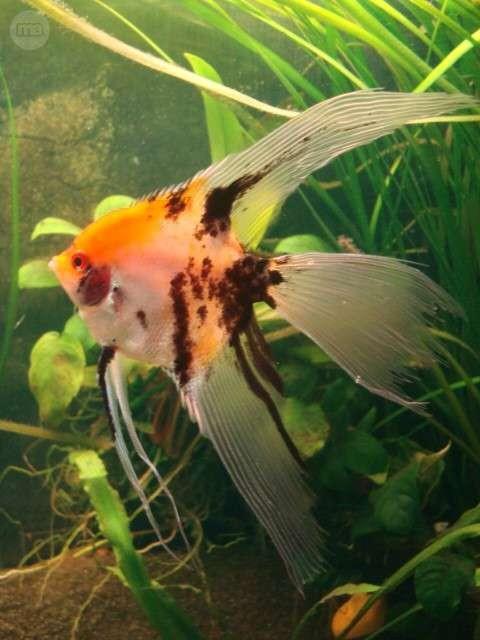 Pterophyllum scalare koi l. fin