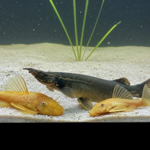 Ancistrus L144 blue eye