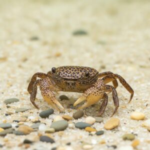 Parathelphusa pantherina crab phanter