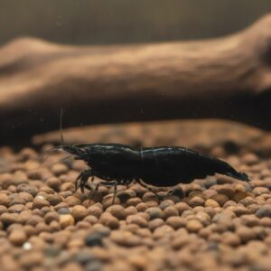Neocaridina black star shrimp