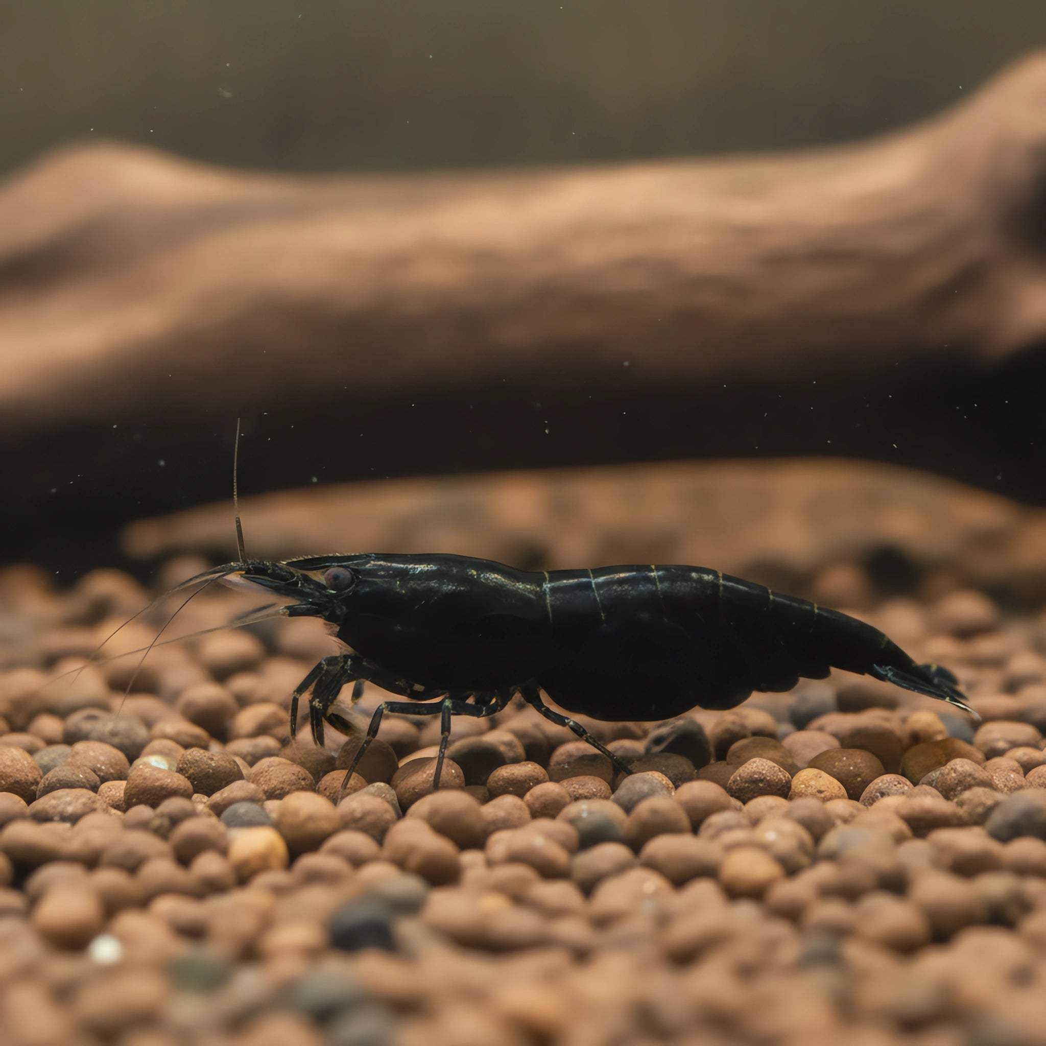 Neocaridina black star shrimp