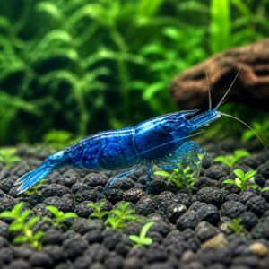 Neocaridina davidi blue Cherry