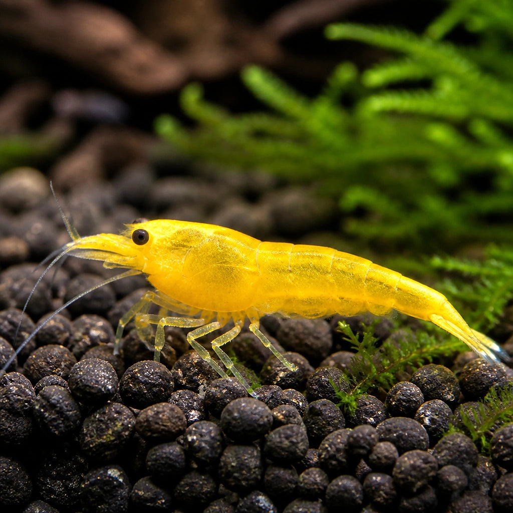 Neocaridina davidi yellow cherry