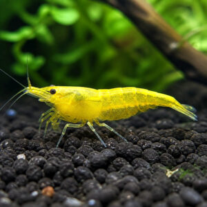 Neocaridina davidi yellow neon