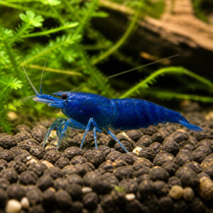 Neocaridina heteropoda Blue Velvet