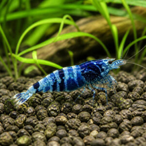 Neocaridina sp. "Blue Star Striped"