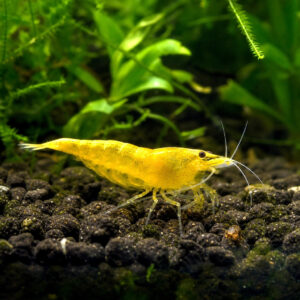 Neocaridina yellow neon