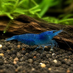 Neocaridna davidi blue dream