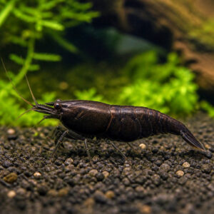 Neocaridina davidi "Black Chocolate"