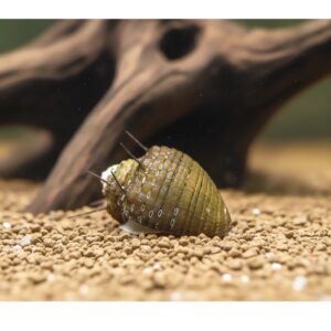 Neritina sp. "Hair Snail"