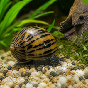 Neritina sp. "Prambanan"