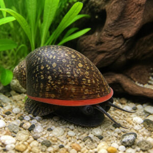 Neritina sp. "Red Lips"