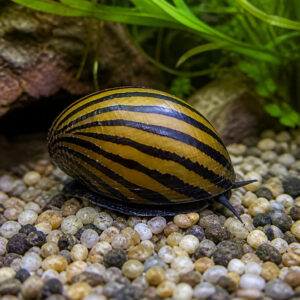 Neritina sp. "Tiger"