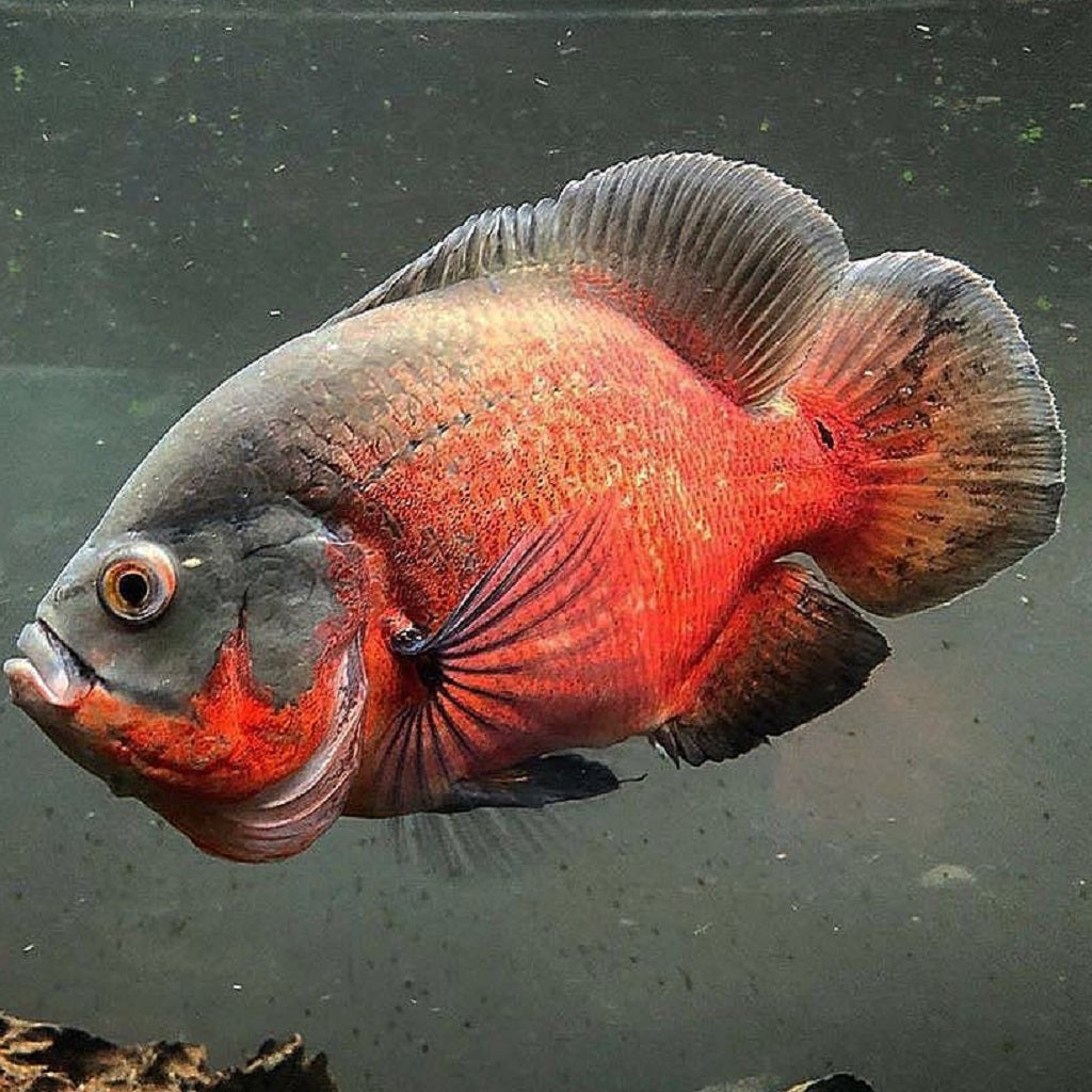 Astronotus ocellatus RED