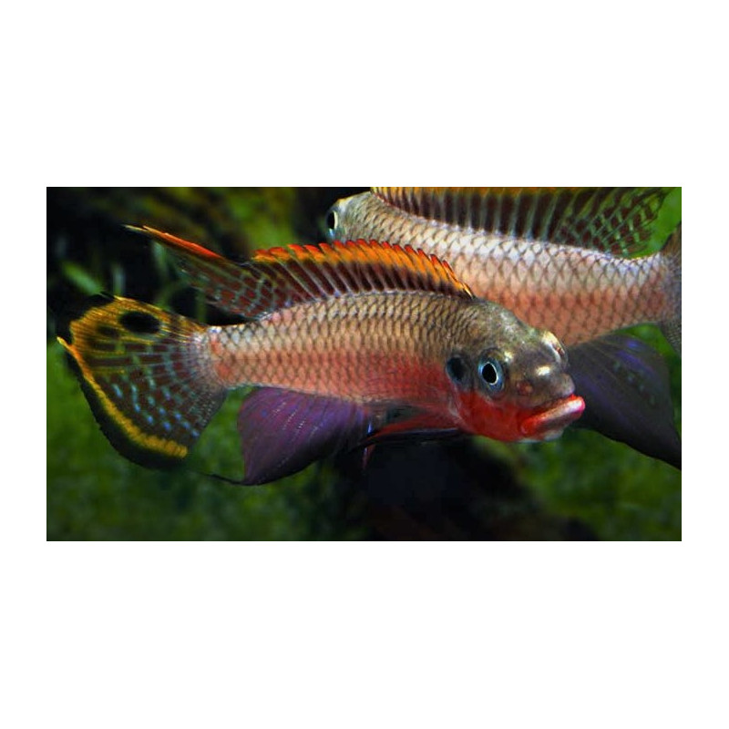 Pelvicachromis taeniatus nigeria RED