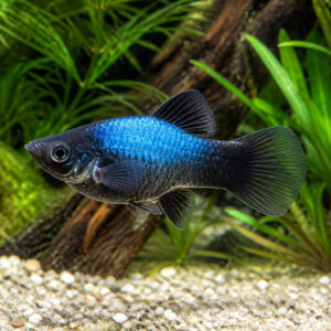Xiphophorus maculatus neon tuxedo