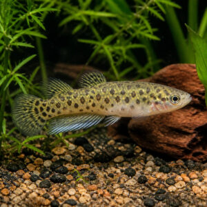 Chapalichthys pardalis