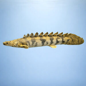 Polypterus endlicheri