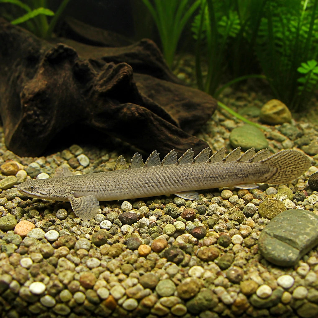 Polypterus lapradei