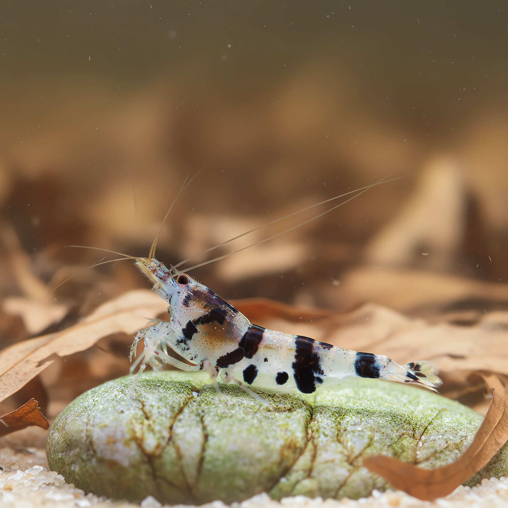 Caridina sp. "Raccoon Tiger"