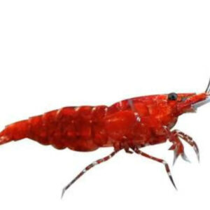 RED CHERRY