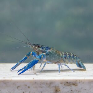 Cherax quadricarinatus blue