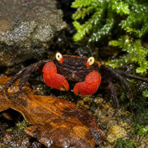 Geosesarma hagen (red devil)