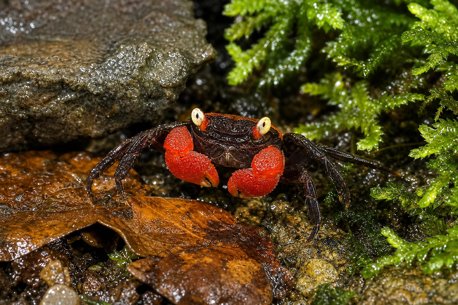 Geosesarma hagen (red devil)