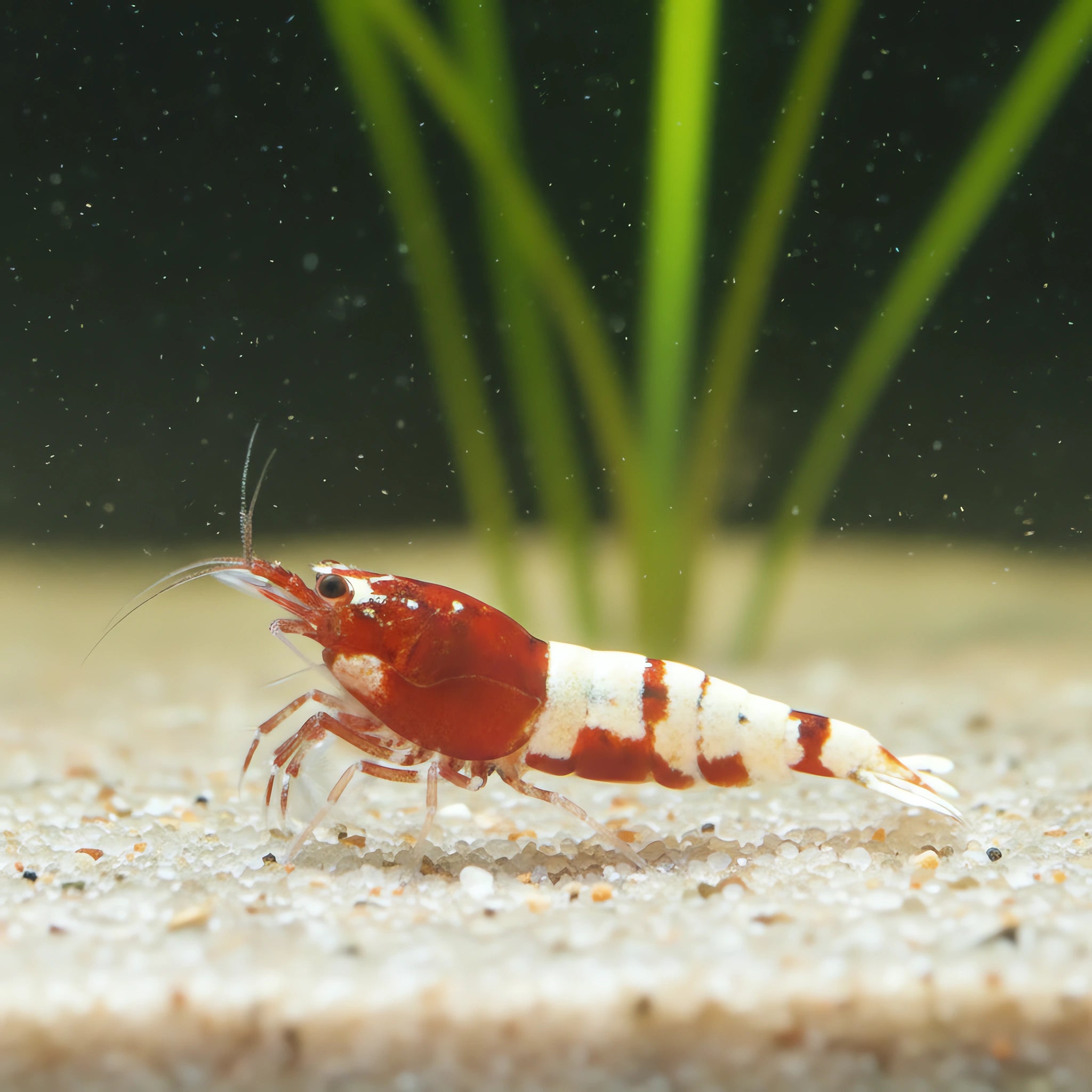 Caridina Taiwan bee pinto red
